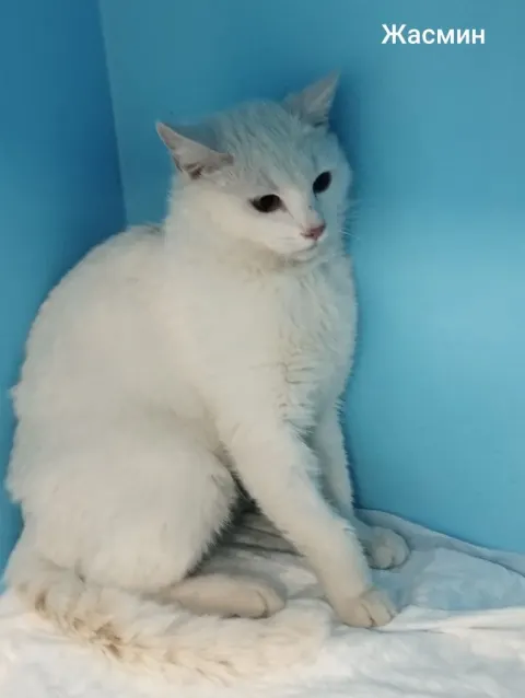 Жасмин — кошка, Москва