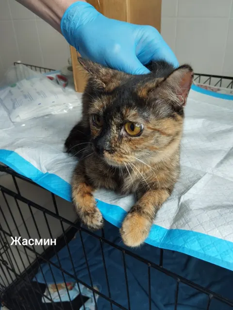 Жасмин — кошка, Москва