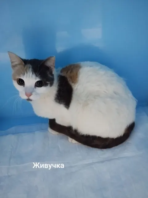 Живучка — кошка, Москва