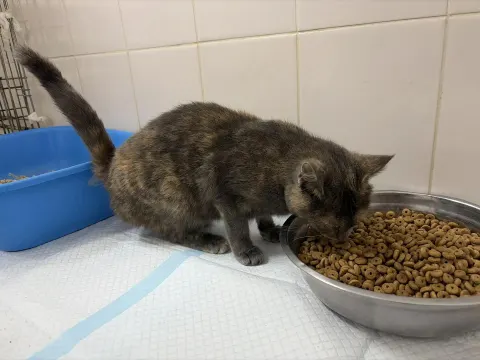 Жульена — кошка, Москва