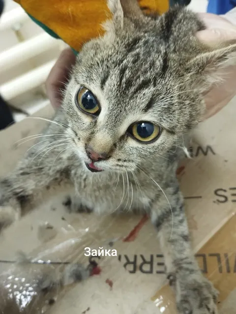 Зайка — кошка, Москва