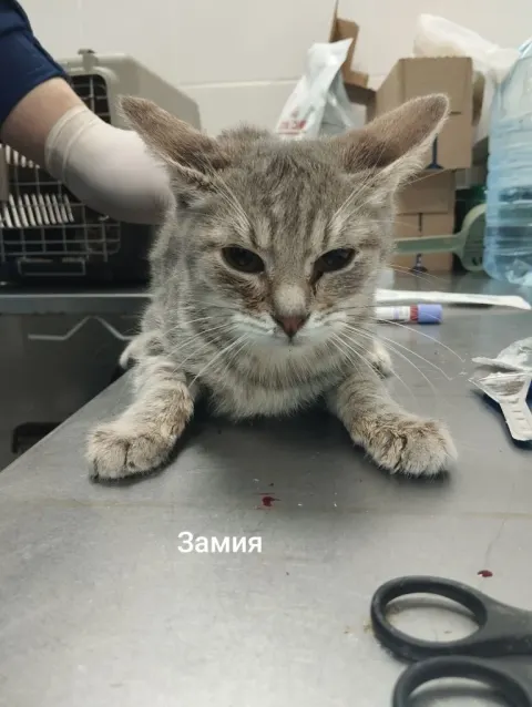 Замия — кошка, Москва