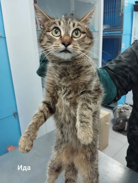 Ида — кошка, Москва