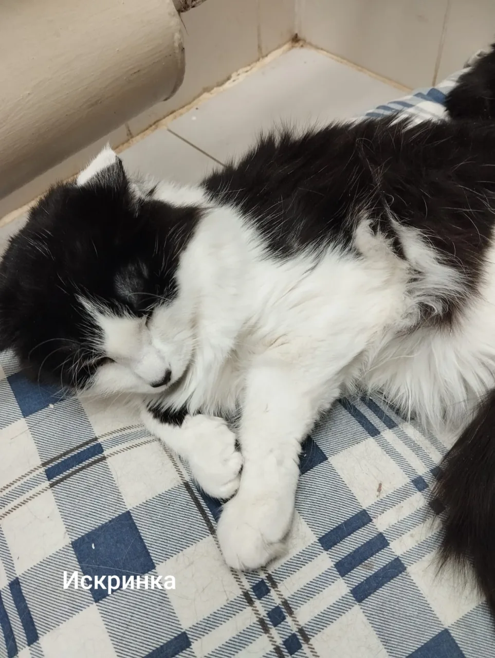 Кошка Искринка, кошка, Приют Малинки (Кожухово), Москва. Фото 1 из 1.