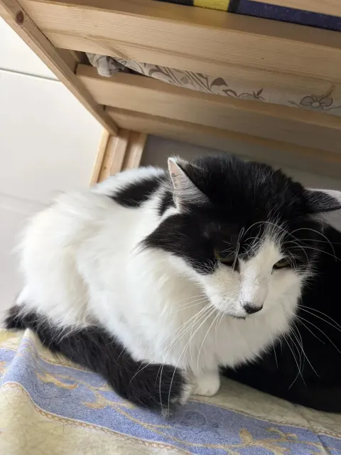 Искринка — кошка Около 3 лет, Москва