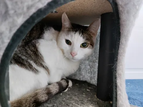 Ришелье — кошка Около 3 лет, Москва