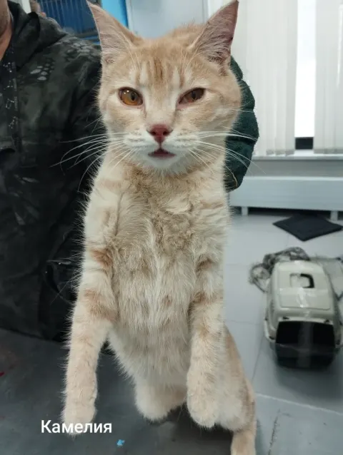 Камелия — кошка, Москва