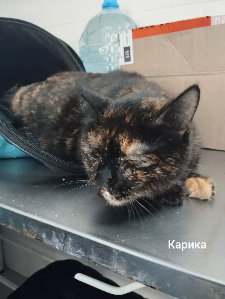Кошка Карика, кошка, Приют Малинки (Кожухово), Москва. Фото 1 из 1.