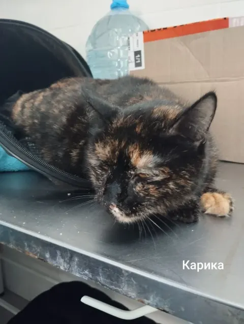 Карика — кошка, Москва