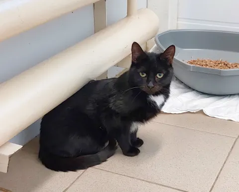 Кася — кошка Около 3 лет, Москва