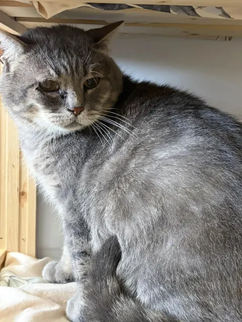 Каштан — кошка Около 6 лет, Москва