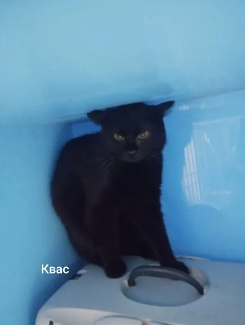 Квас — кошка, Москва