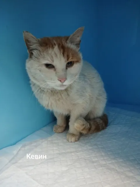 Кевин — кошка, Москва