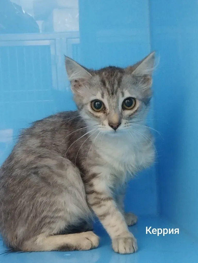 Кошка Керрия, кошка, Приют Малинки (Кожухово), Москва. Фото 1 из 1.