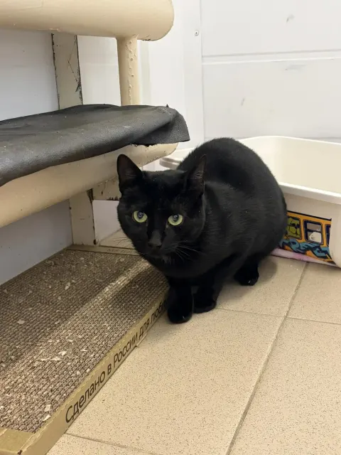 Кисель — кошка Около 3 лет, Москва