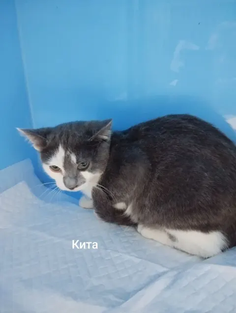 Кита — кошка, Москва