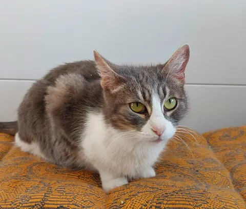 Клеома — кошка Около 4 лет, Москва