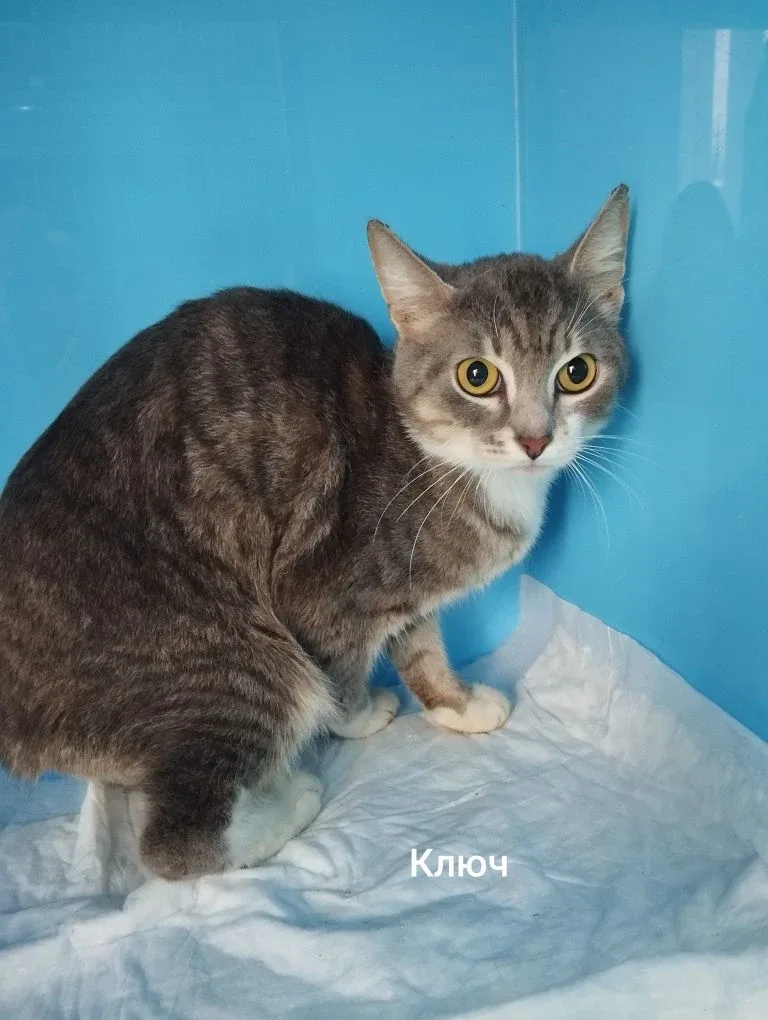 Кошка Ключ, кот, Приют Малинки (Кожухово), Москва. Фото 1 из 1.