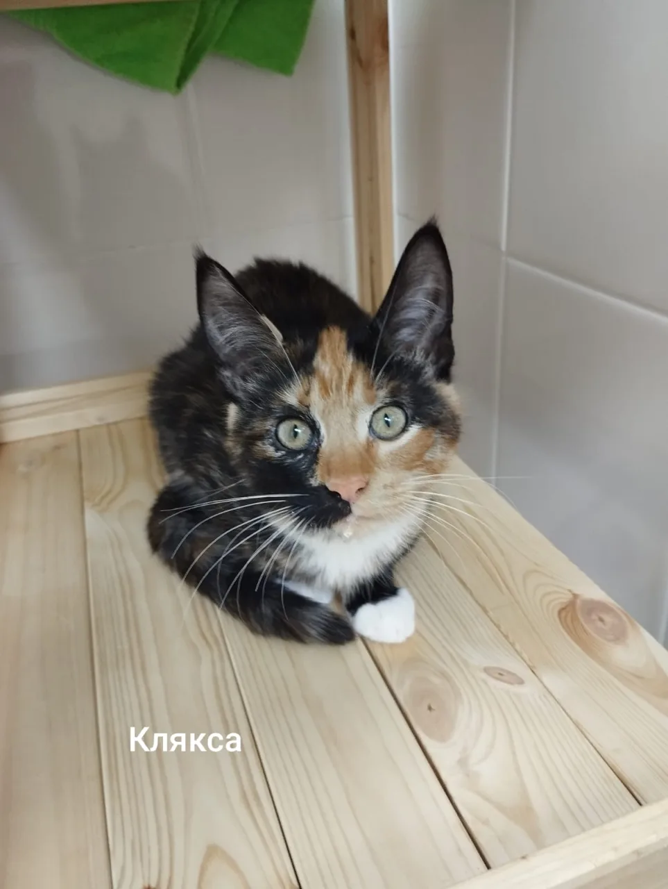 Кошка Клякса, кошка, Приют Малинки (Кожухово), Москва. Фото 1 из 1.