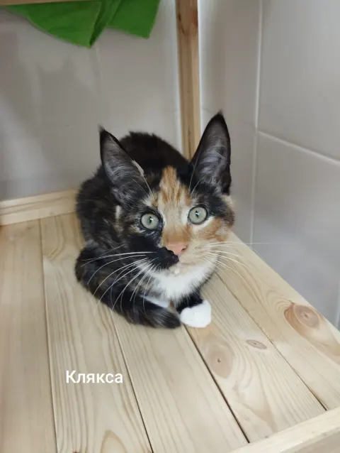 Клякса — кошка, Москва