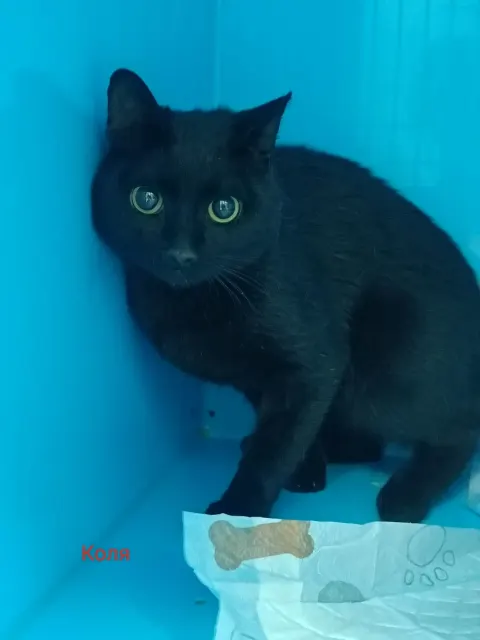 Коля — кошка, Москва