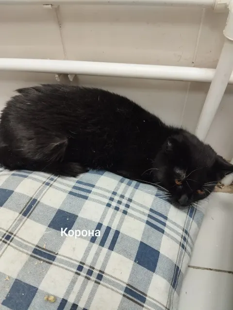 Корона — кошка, Москва