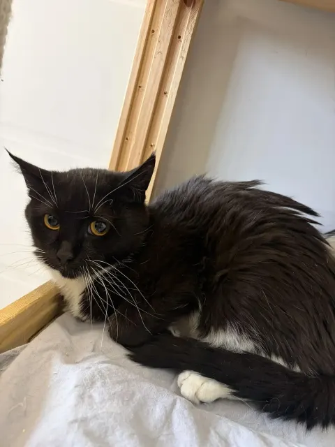 Корона — кошка Около 4 лет, Москва