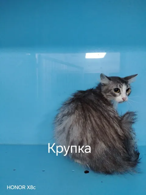 Крупка — кошка, Москва