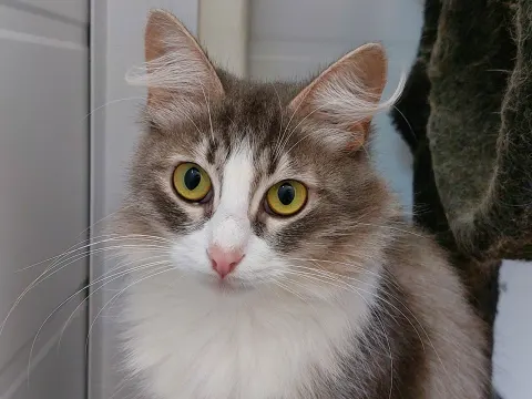 Крупка — кошка Около 8 лет, Москва