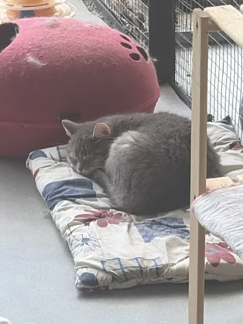 Кудеяр — кот 10 лет, Москва