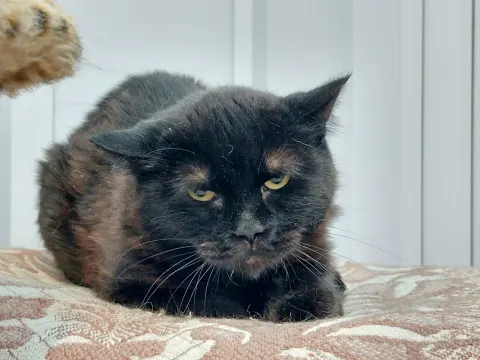 Пит — кошка Около 10 лет, Москва