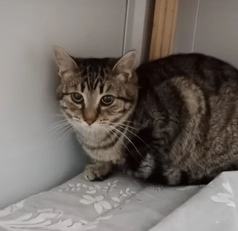 Кузя — кошка, Москва