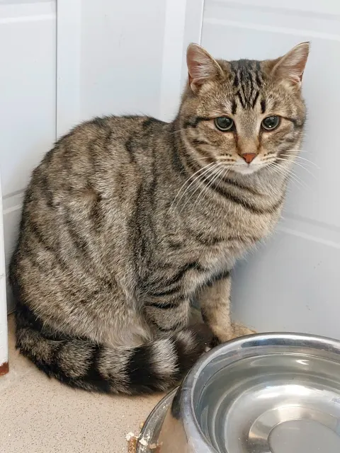 Кузя — кошка Около 3 лет, Москва