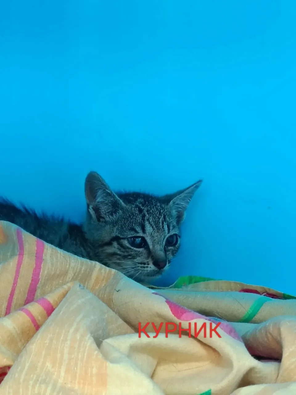 Кошка Курник, кот, Приют Малинки (Кожухово), Москва. Фото 1 из 1.