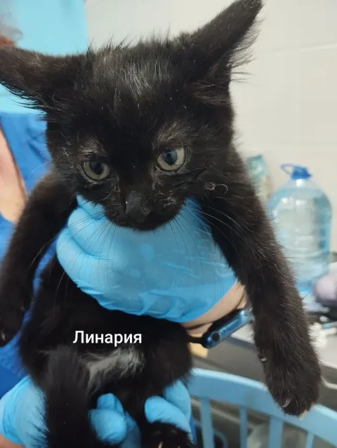 Линария — кошка, Москва