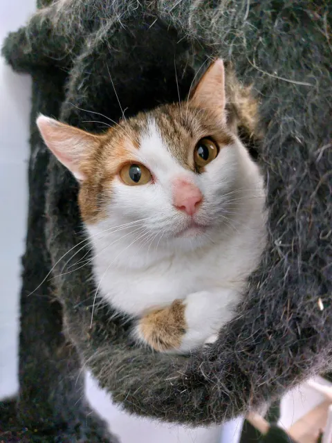 Лисичка — кошка, Москва