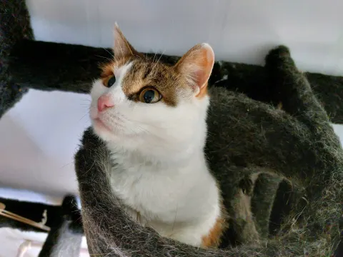 Лисичка — кошка Около 3 лет, Москва