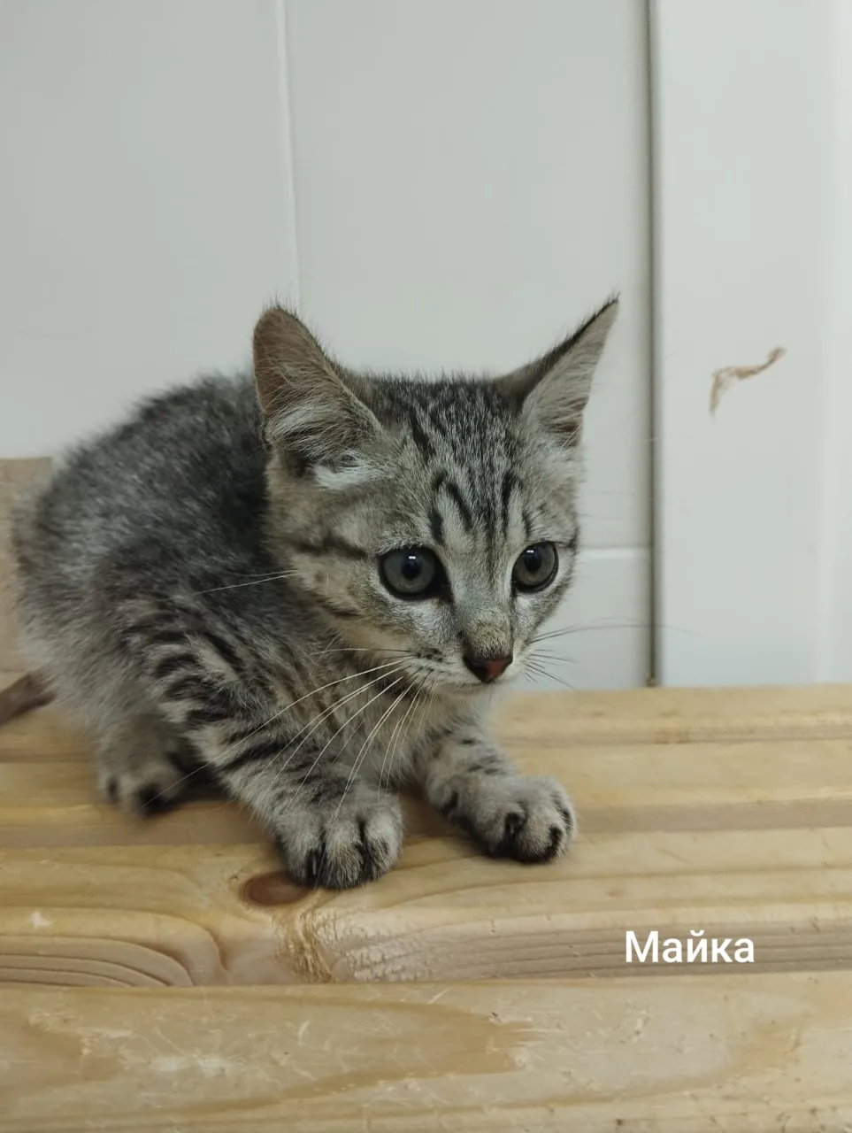Кошка Майка, кошка, Приют Малинки (Кожухово), Москва. Фото 1 из 1.