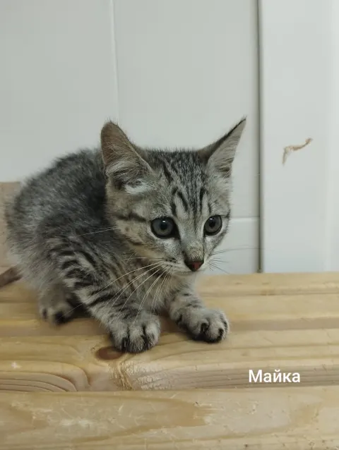 Майка — кошка, Москва