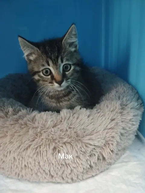 Мак — кошка, Москва