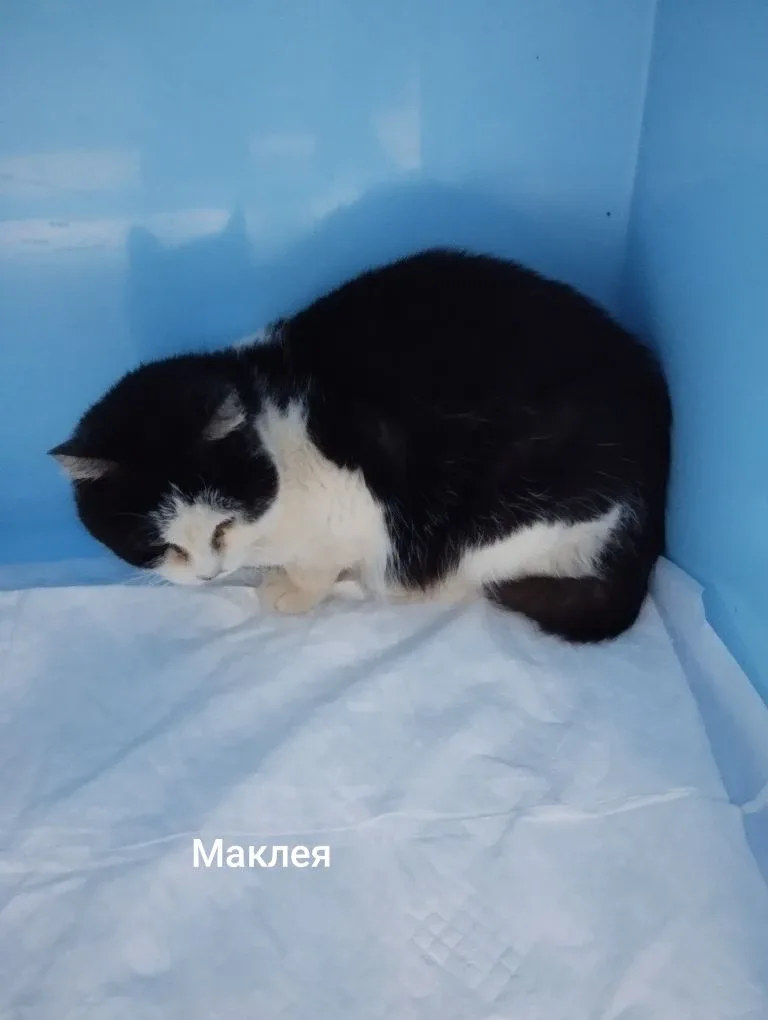 Кошка Маклея, кошка, Приют Малинки (Кожухово), Москва. Фото 1 из 1.