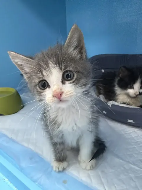 Маня — кошка, Москва
