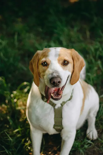 Пако — собака, Москва