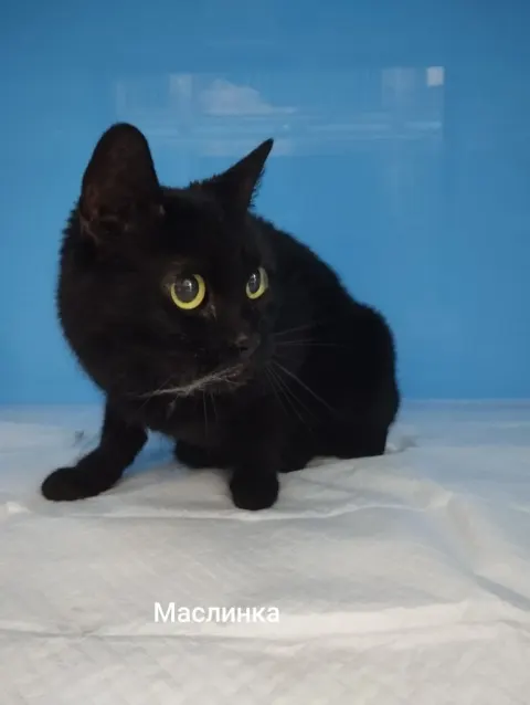 Маслинка — кошка, Москва