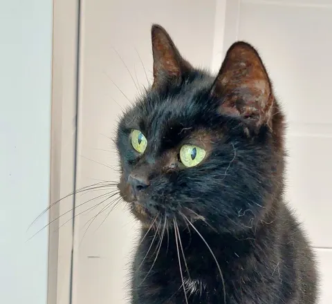 Маслинка — кошка Около 5 лет, Москва