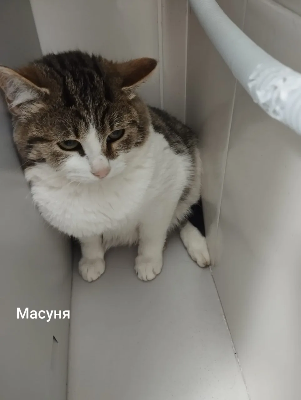 Кошка Масуня, кот, Приют Малинки (Кожухово), Москва. Фото 1 из 1.