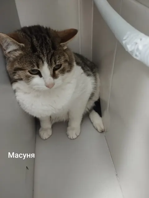 Масуня — кошка, Москва