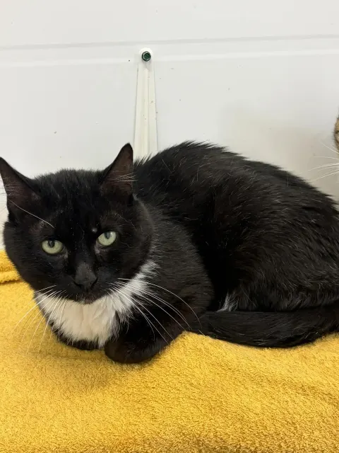 Матвей — кошка Около 7 лет, Москва