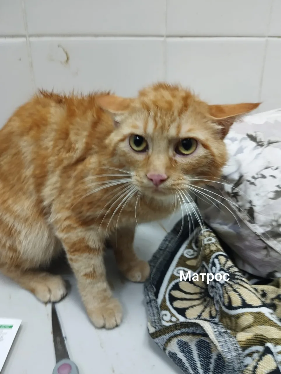 Кошка Матрос, кот, Приют Малинки (Кожухово), Москва. Фото 1 из 1.