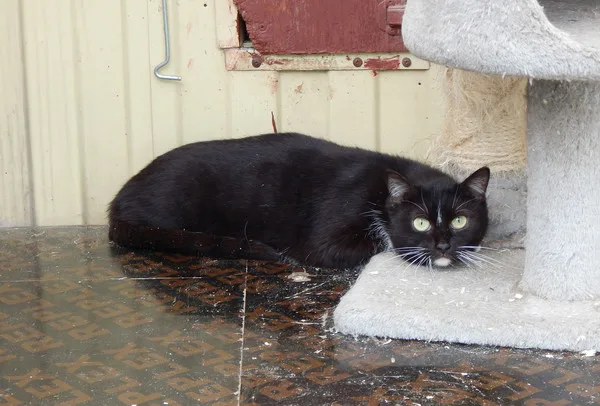 Котенок Маура, кошка, Приют Малинки (Кожухово), Москва. Фото 6 из 6.